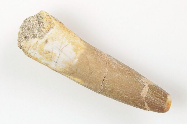 1.55" Fossil Plesiosaur (Zarafasaura) Tooth - Morocco